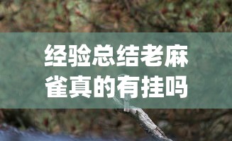 经验总结老麻雀真的有挂吗(其实有挂) 经验总结老麻雀真的有挂吗(其实有挂)