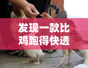 发现一款比鸡跑得快透视神器详细开挂教程