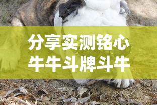 分享实测铭心牛牛斗牌斗牛中心确实能开挂真可以装挂 分享实测铭心牛牛斗牌斗牛中心确实能开挂真可以装挂