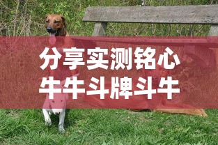 分享实测铭心牛牛斗牌斗牛中心确实能开挂真可以装挂