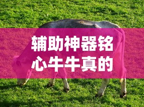 辅助神器铭心牛牛真的能开挂吗真的有挂 辅助神器铭心牛牛真的能开挂吗真的有挂