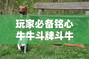 玩家必备铭心牛牛斗牌斗牛中心是不是能开挂有开挂教程 玩家必备铭心牛牛斗牌斗牛中心是不是能开挂有开挂教程