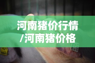 重磅来袭“十三张是不是有挂”真的可以开挂