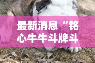 最新消息“铭心牛牛斗牌斗牛中心到底怎么开挂”其实确实有挂