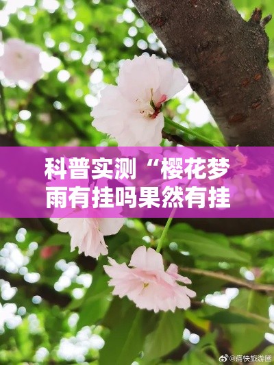 科普实测“樱花梦雨有挂吗果然有挂”确实可以开挂
