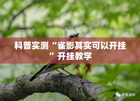 科普实测“雀影其实可以开挂”开挂教学