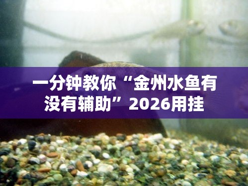 一分钟教你“金州水鱼有没有辅助”2026用挂