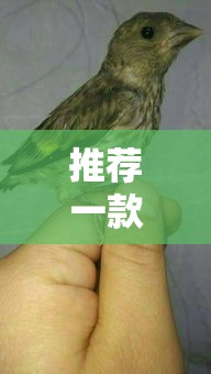 推荐一款“雀影专用辅助器	”事实上真的有挂