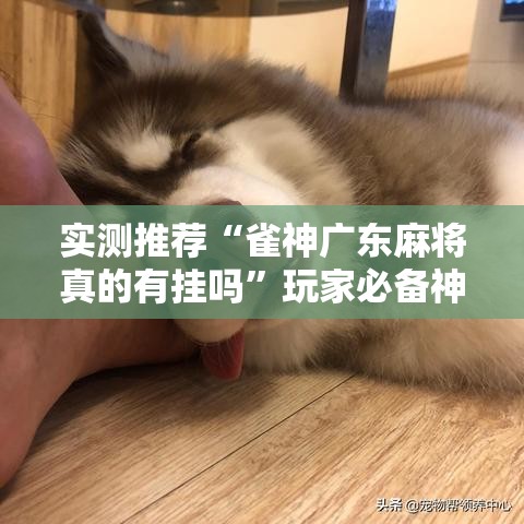 实测推荐“雀神广东麻将真的有挂吗”玩家必备神器