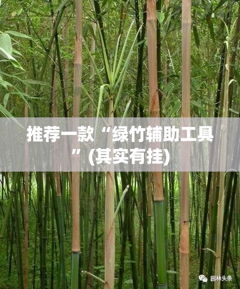 推荐一款“绿竹辅助工具”(其实有挂)