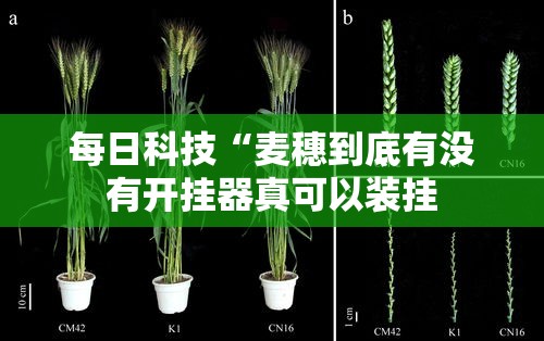 每日科技“麦穗到底有没有开挂器真可以装挂
