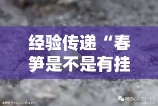 经验传递“春笋是不是有挂”开挂步骤方法