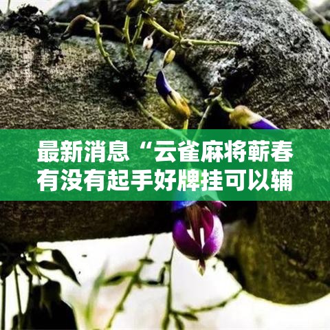 最新消息“云雀麻将蕲春有没有起手好牌挂可以辅助