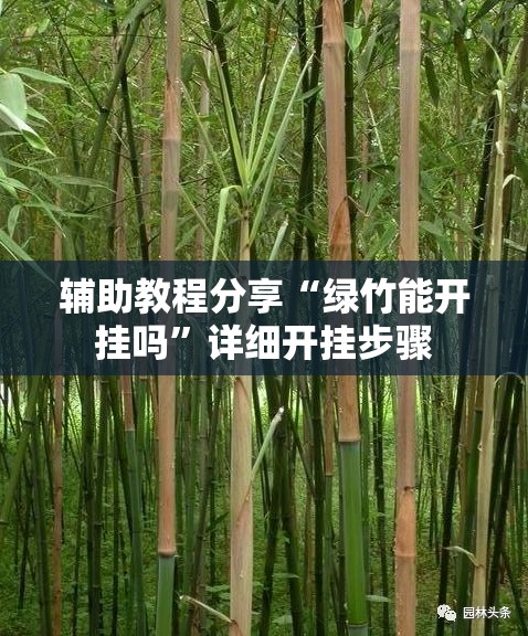辅助教程分享“绿竹能开挂吗”详细开挂步骤