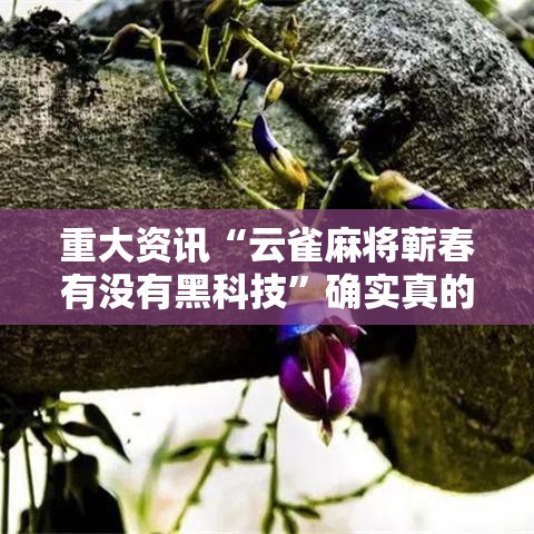 重大资讯“云雀麻将蕲春有没有黑科技”确实真的有挂