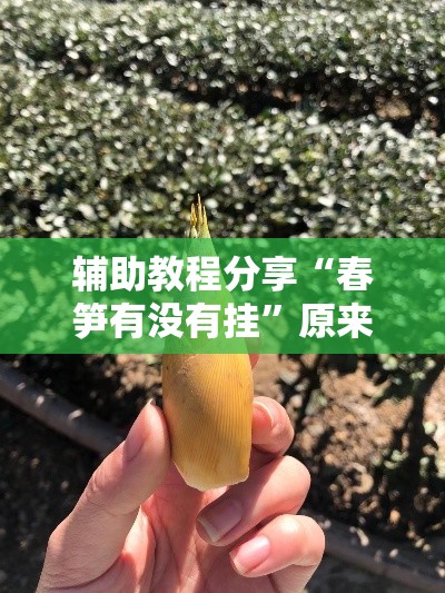 辅助教程分享“春笋有没有挂	”原来确实有挂
