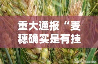 重大通报“麦穗确实是有挂吗”玩家必备神器
