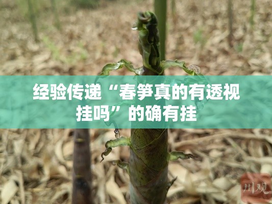 经验传递“春笋真的有透视挂吗”的确有挂