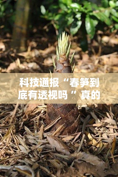 科技通报“春笋到底有透视吗 ”真的有挂