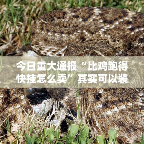 今日重大通报“比鸡跑得快挂怎么卖”其实可以装挂