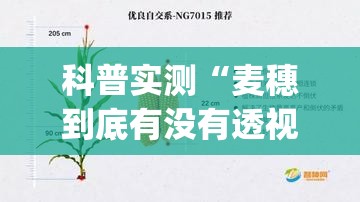 科普实测“麦穗到底有没有透视”(详细辅助脚本)