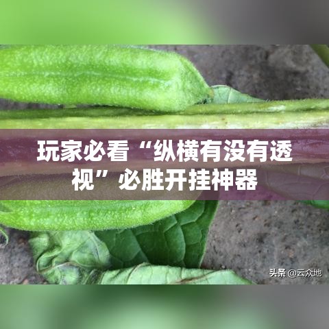 玩家必看“纵横有没有透视”必胜开挂神器
