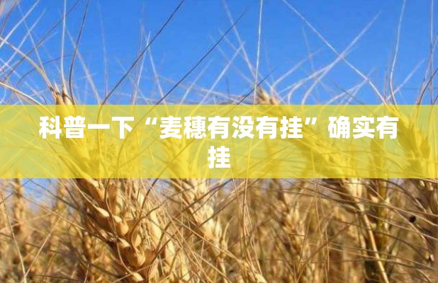 科普一下“麦穗有没有挂	”确实有挂
